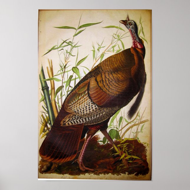 Vild Turkiet, John James Audubon Poster (Framsidan)