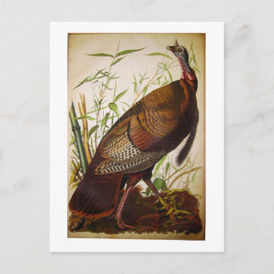 Vild Turkiet, John James Audubon Vykort