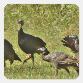 Vild Turkiet, Kamouflage färg Fyrkantigt Klistermärke