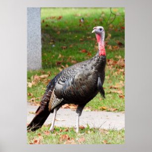 Vild Turkiet - Kevin the Wethersfield Turkey Poster