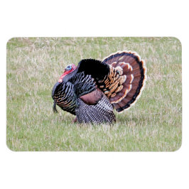 Vild Turkiet Magnet