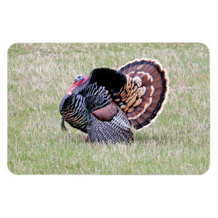 Vild Turkiet Magnet