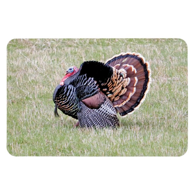 Vild Turkiet Magnet (Horisontell)