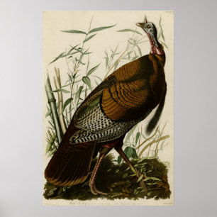 Vild Turkiet Poster