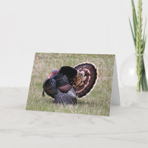 Vild Turkiet Thanksgiving Helgkort