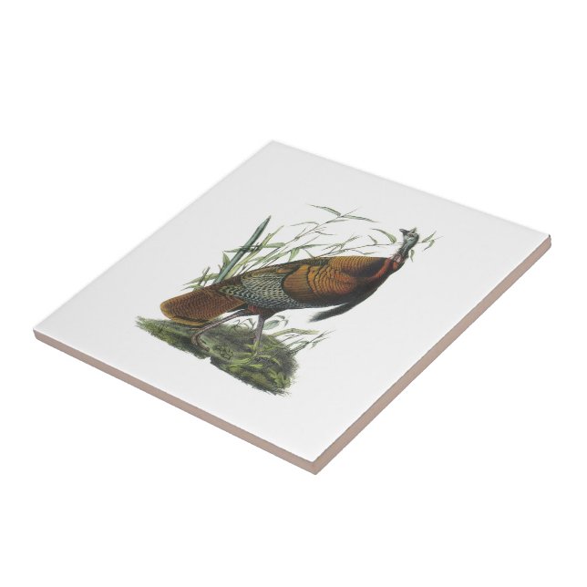 Vild Turkiet vid Audubon Kakelplatta (Sidan)