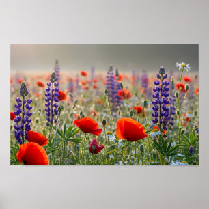 Vild Vallmo och Lupinäng i gryningen Poster