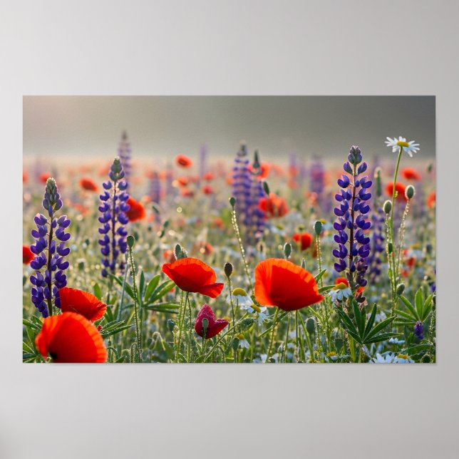Vild Vallmo och Lupinäng i gryningen Poster (Framsidan)