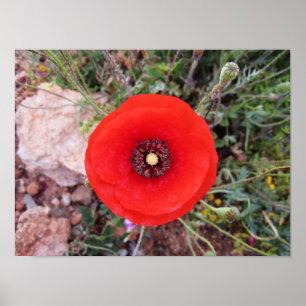 Vild Vallmo Poster