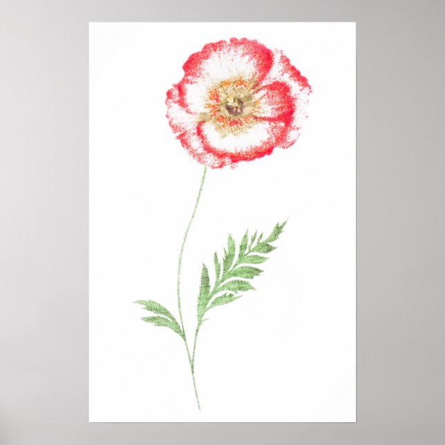 Vild vallmoblomma poster (Framsidan)