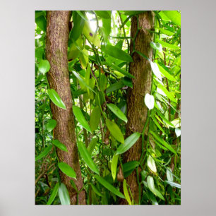 Vild Vanilla Orchid Vines Poster