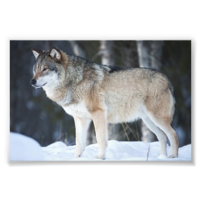 Vild Varg Fototryck (Framsidan)