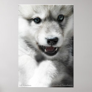 Vild Varg Unge Poster