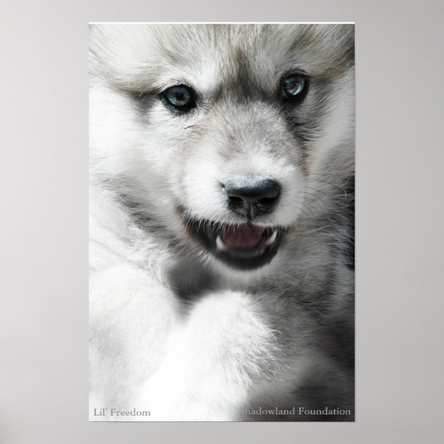 Vild Varg Unge Poster (Framsidan)