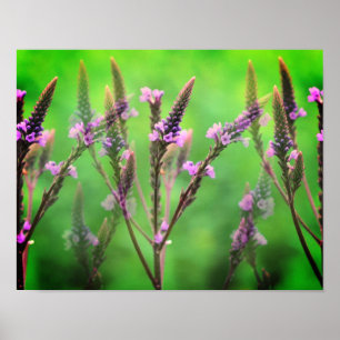 Vild Vervain Flowers Multiplied Poster