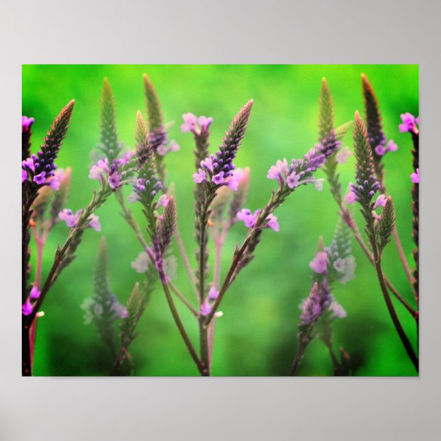 Vild Vervain Flowers Multiplied Poster (Framsidan)