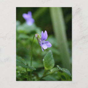 Vild Violet 1 vykort
