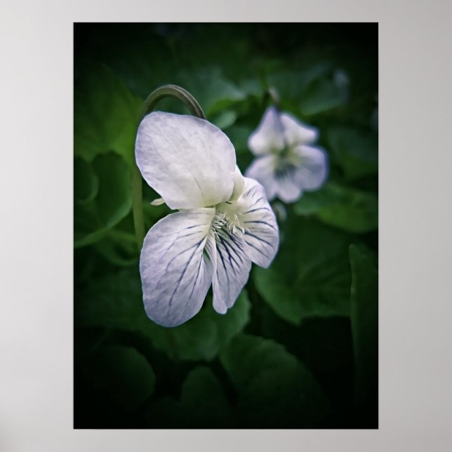 Vild Violet Flower Photographic Art Print Porträtt Poster (Framsidan)
