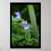 Vild Violets Floral-fotografi Poster