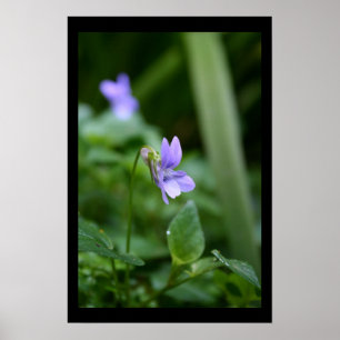 Vild Violets Floral-fotografi Poster