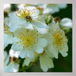 Vild Vit Rambling Ro Flower Square Poster