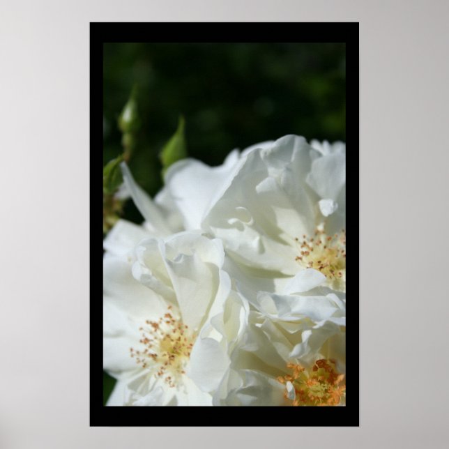 Vild Vit ros 3 Floral Photography Poster (Framsidan)