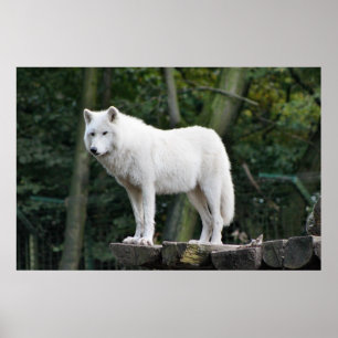 Vild Vit Varg Poster