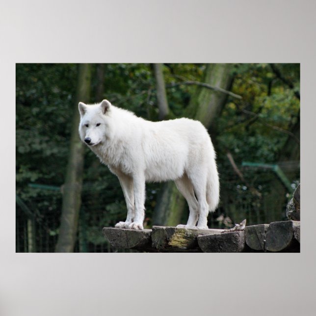 Vild Vit Varg Poster (Framsidan)