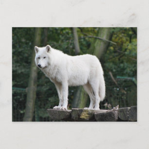 Vild Vit Varg Vykort
