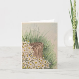 Vild vita daisy efter träd-stump - blank vikt kort
