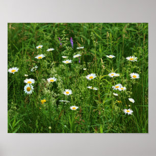 Vild Vita Daisy Flowers i Fält Poster