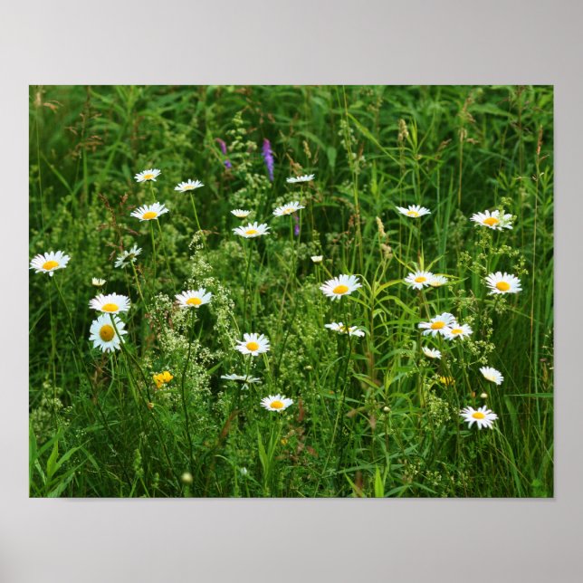Vild Vita Daisy Flowers i Fält Poster (Framsidan)