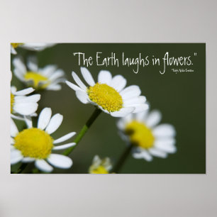 Vild Vita Daisy Poster