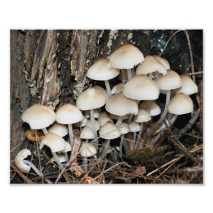 Vild Vita svampar 10x8 Natur Fototryck