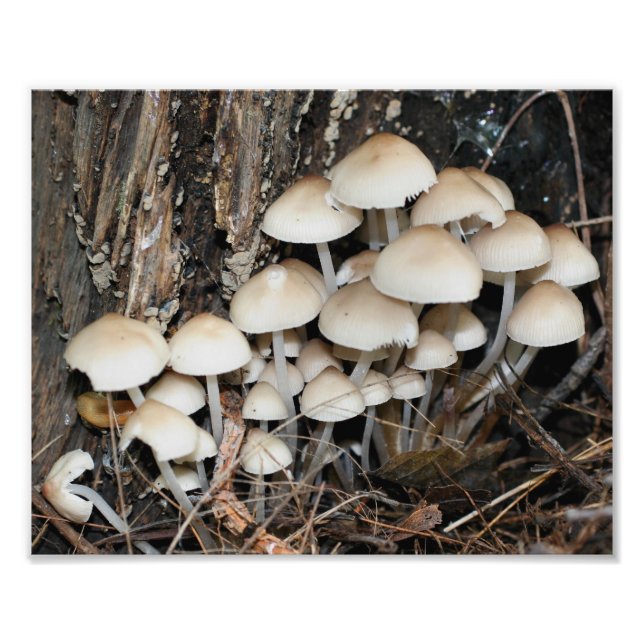 Vild Vita svampar 10x8 Natur Fototryck (Framsidan)