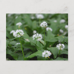 Vild vitlök eller ramsons Allium ursinum Vykort