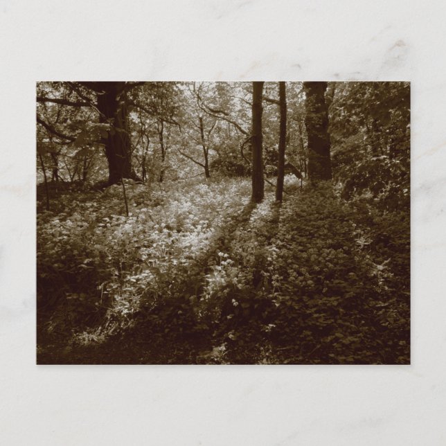 Vild Vitlök i Skogen - Sepia Toned Vykort (Framsida)