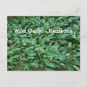 Vild Vitlök - Ramsons Vykort