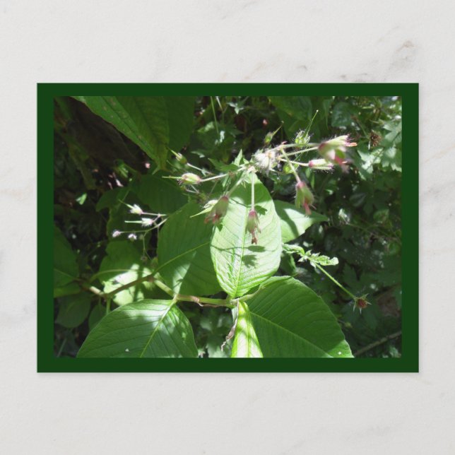 Vild Vykort (Framsida)