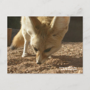 Vild vykort - Fennec