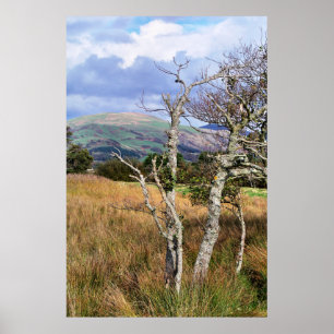 VILD WALES POSTER