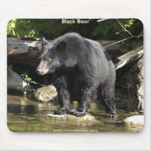 VILD WARRIORS Black Bear Photo Collection Musmatta