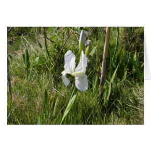Vild White Canna Lily Hälsningskort