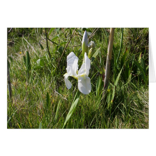 Vild White Canna Lily Hälsningskort (Framsidan Horizontal)