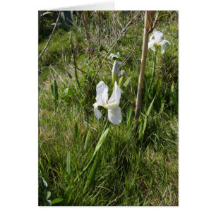 Vild White Canna Lily Hälsningskort