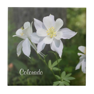 Vild White Columbine Colorado Tile Kakelplatta