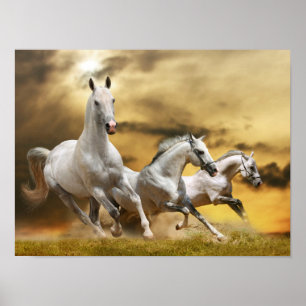 Vild White Horses Poster