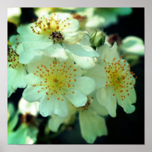 Vild White Rambling Ro Close Up Poster