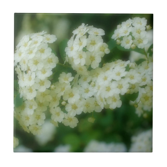 Vild White Rambling Ro Flowers Nature Kakelplatta (Framsidan)