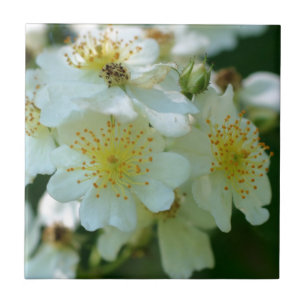 Vild White Rambling Ro Flowers Nature Kakelplatta